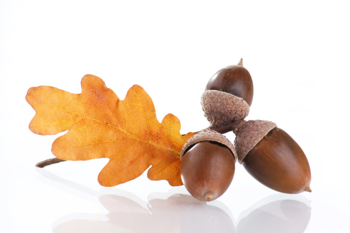 acorns a major north american food source the grow network the