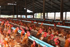Chickens on a conventional egg farm