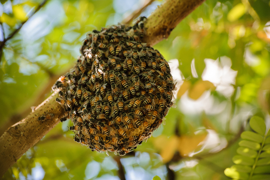 The Heart And Soul Of The Bee Hive The Bien The Grow Network The Grow Network