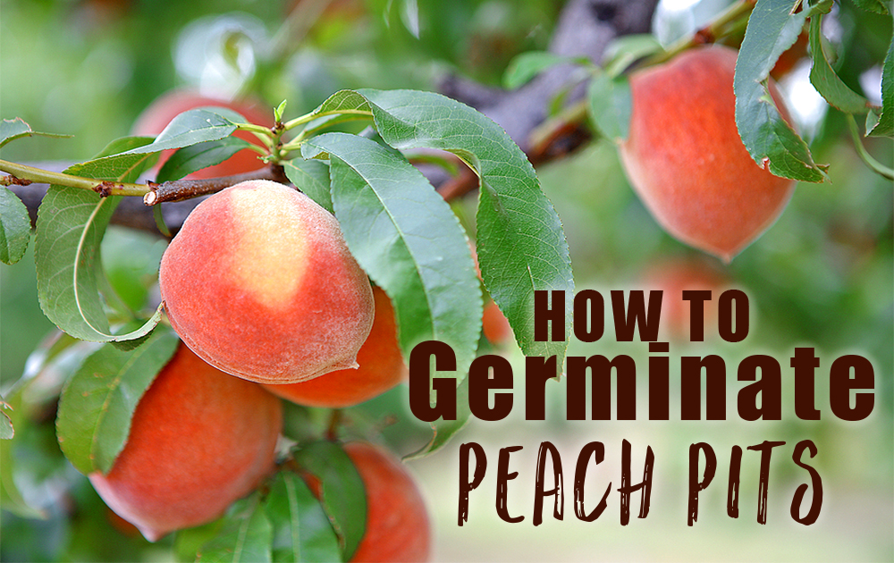 Germinate Peach Seeds - markanthonystudios.net