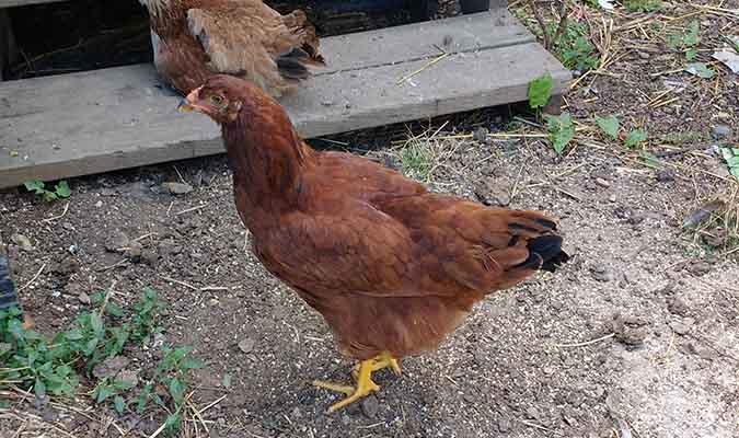 Cold Hardy Chicken Breeds - Buckeye