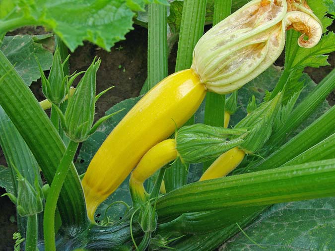 Three Sisters Garden 4