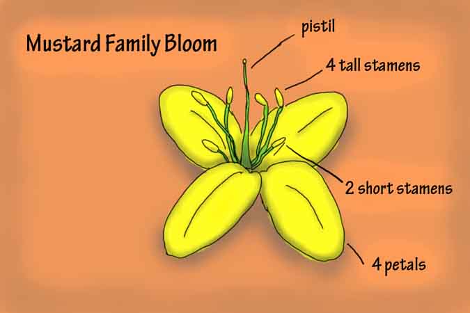 Wildcrafting Foraging Safely - Mustard Family Bloom