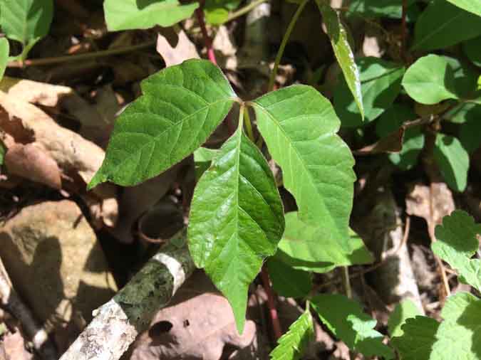Wildcrafting Foraging Safely - Poison Ivy