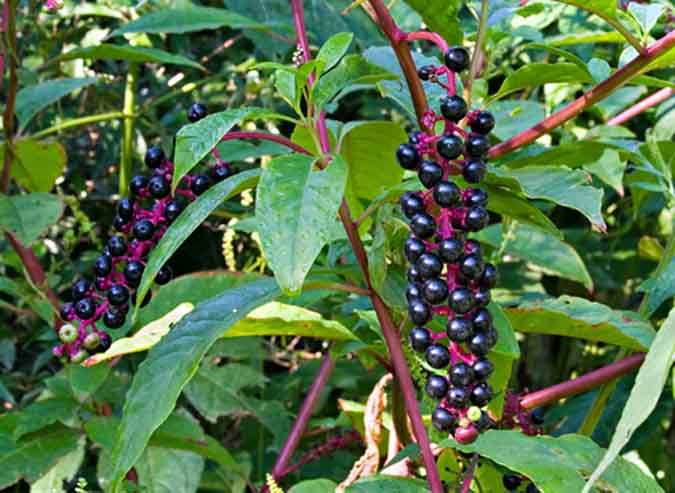 Pokeweed-berries-on-mature-plant.jpg