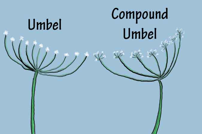 Wildcrafting Foraging Safely - Umbels