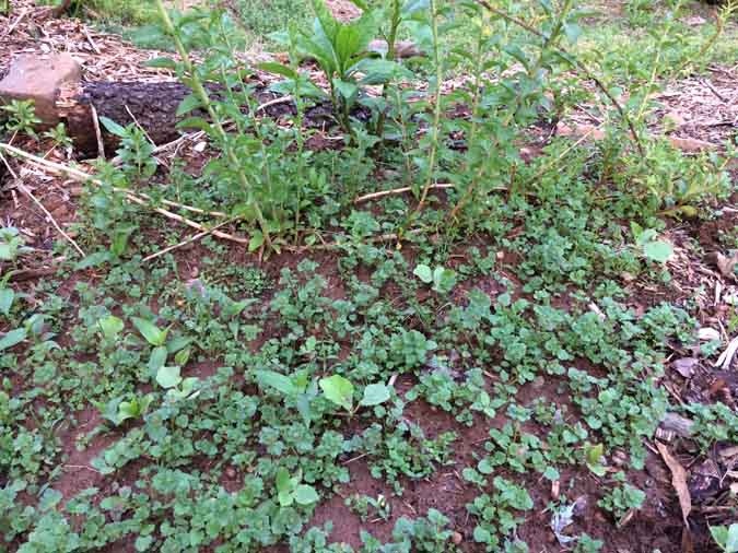 Dandelions - Uses, Eating. Medicine