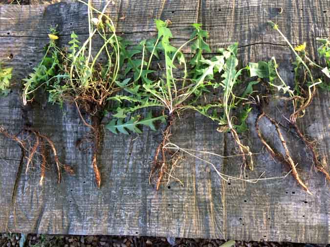 Dandelions - Uses, Eating. Medicine